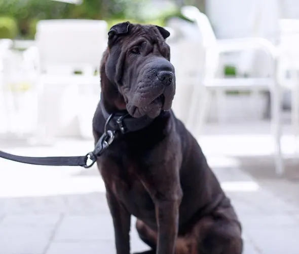 The One - Designed For Adults - Pet Lovers 호텔 4*