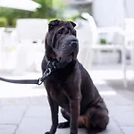 The One - Designed For Adults - Pet Lovers ホテル 4*