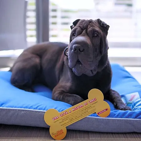 The One - Designed For Adults - Pet Lovers Hotel Riccione