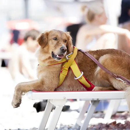 The One - Designed For Adults - Pet Lovers 4*