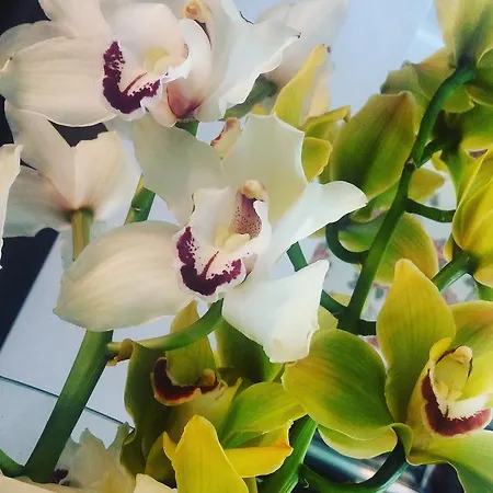 酒店 The One - Designed For Adults - Pet Lovers 4*