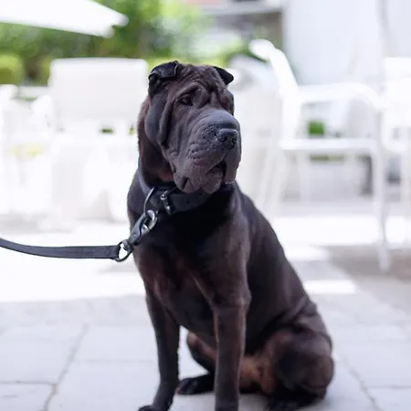 The One - Designed For Adults - Pet Lovers Otel 4*