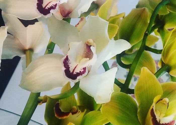 ホテル The One - Designed For Adults - Pet Lovers 4*